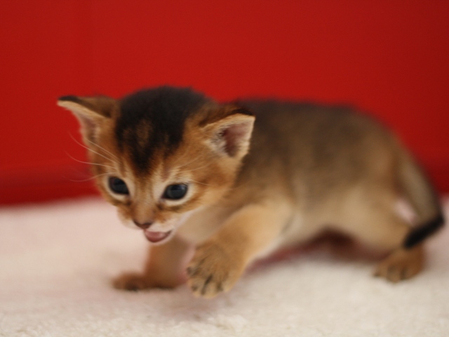 アビシニアンの子猫画像