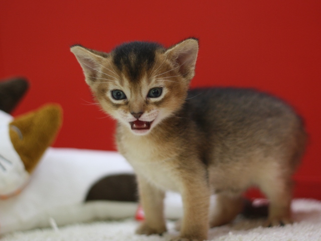アビシニアンの子猫画像