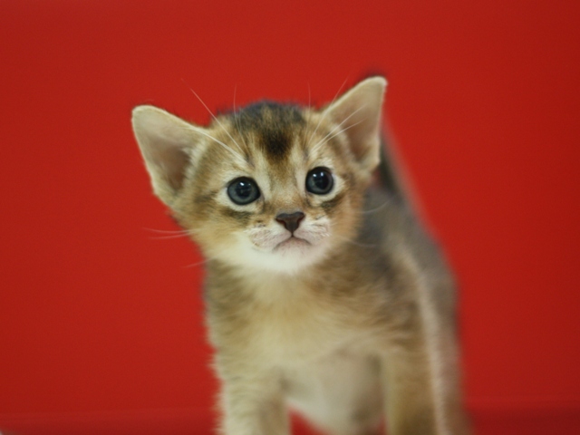アビシニアンの子猫画像