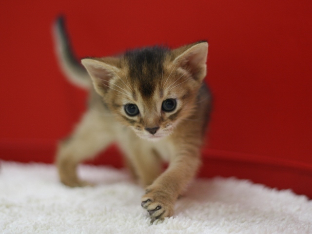 アビシニアンの子猫画像