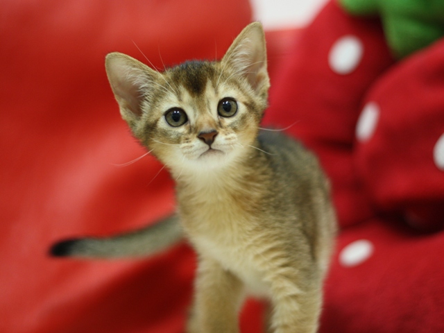 アビシニアンの子猫画像
