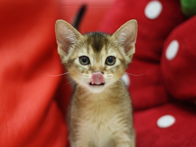 アビシニアンの子猫画像