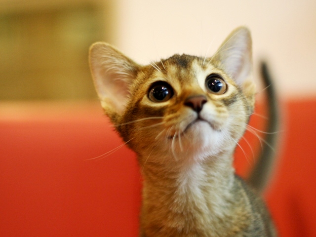 アビシニアンの子猫画像