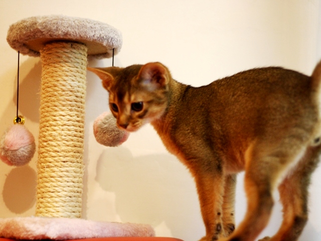 アビシニアンの子猫画像