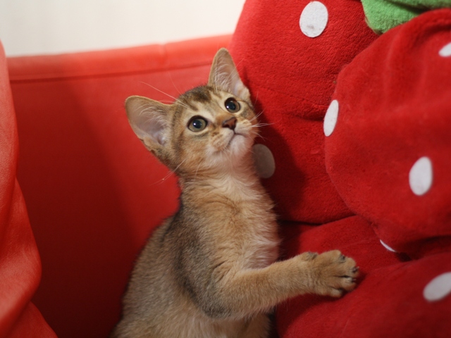 アビシニアンの子猫画像