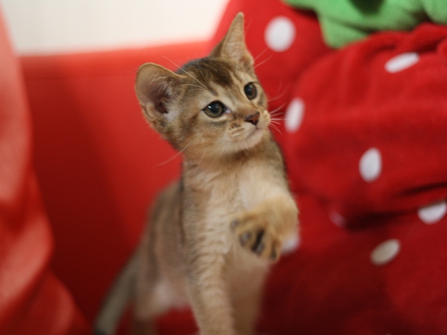 アビシニアンの子猫画像