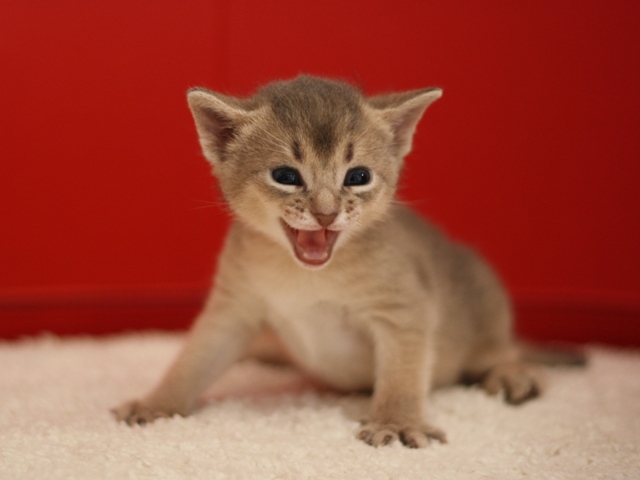 アビシニアンの子猫画像
