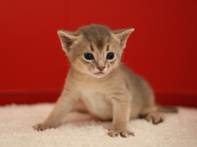 アビシニアンの子猫画像