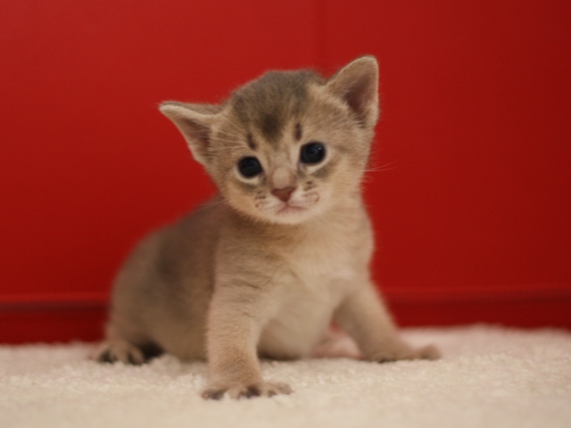 アビシニアンの子猫画像