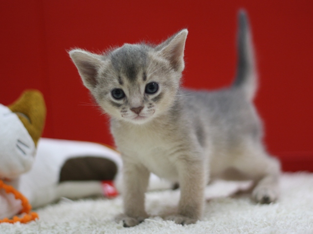 アビシニアンの子猫画像