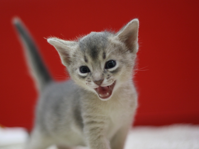 アビシニアンの子猫画像