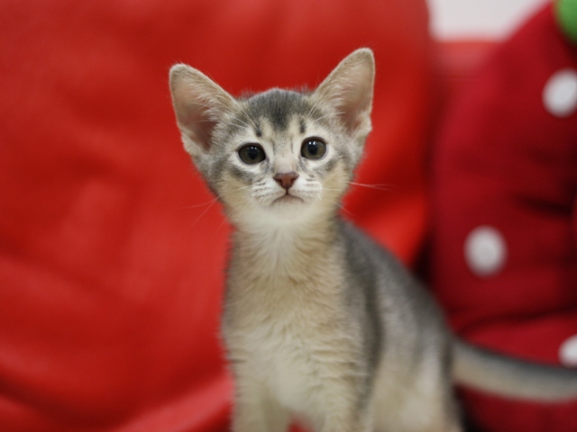 アビシニアンの子猫画像