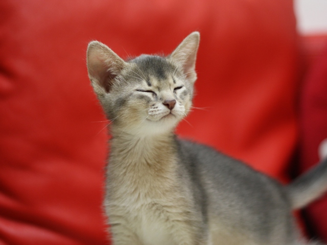アビシニアンの子猫画像