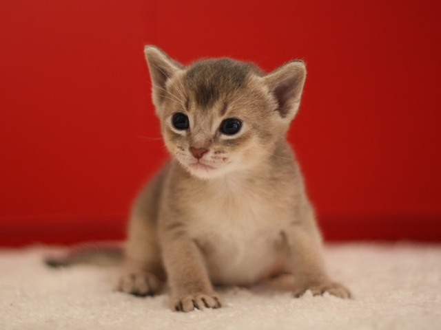 アビシニアンの子猫画像