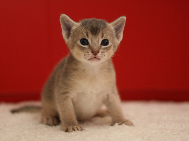 アビシニアンの子猫画像