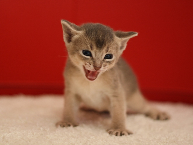 アビシニアンの子猫画像