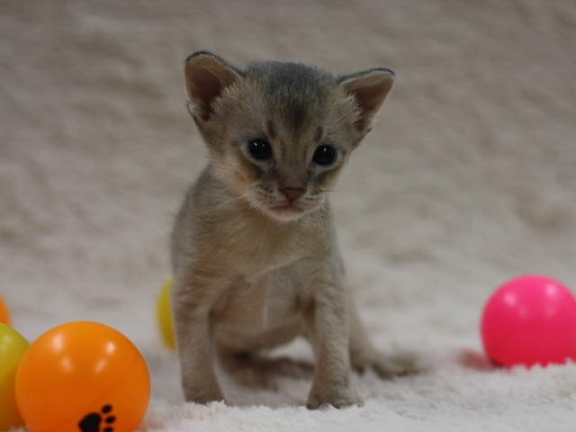 アビシニアンの子猫画像