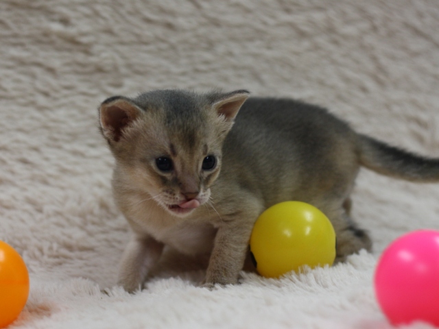 アビシニアンの子猫画像