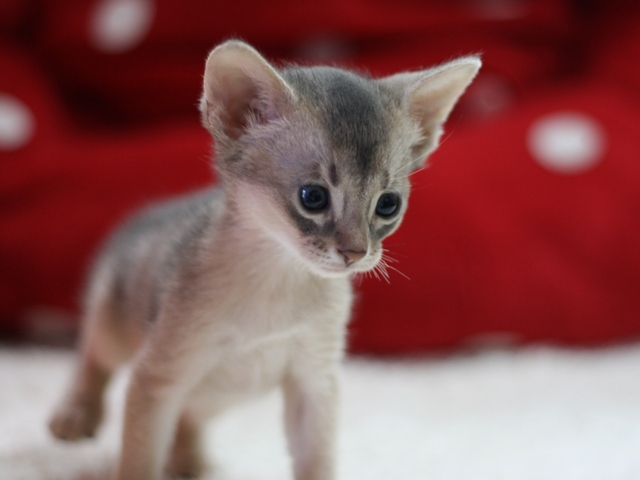 アビシニアンの子猫画像
