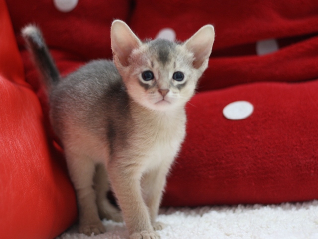アビシニアンの子猫画像