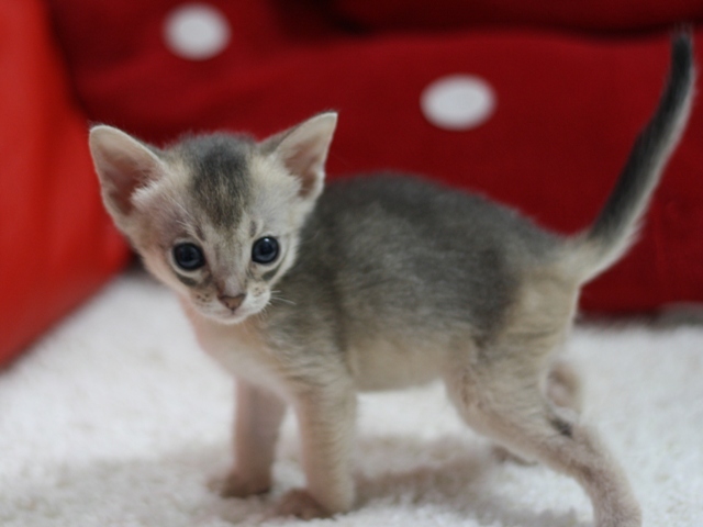アビシニアンの子猫画像