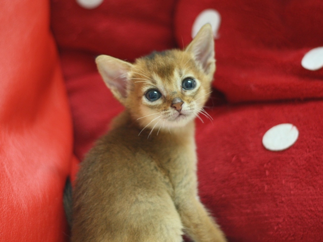 アビシニアンの子猫画像