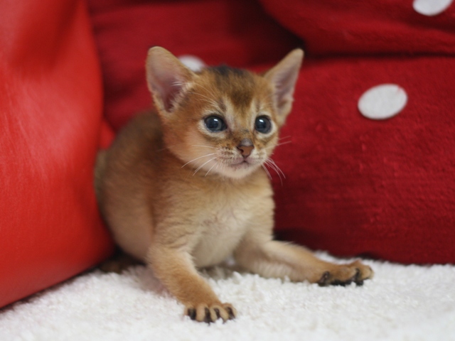 アビシニアンの子猫画像