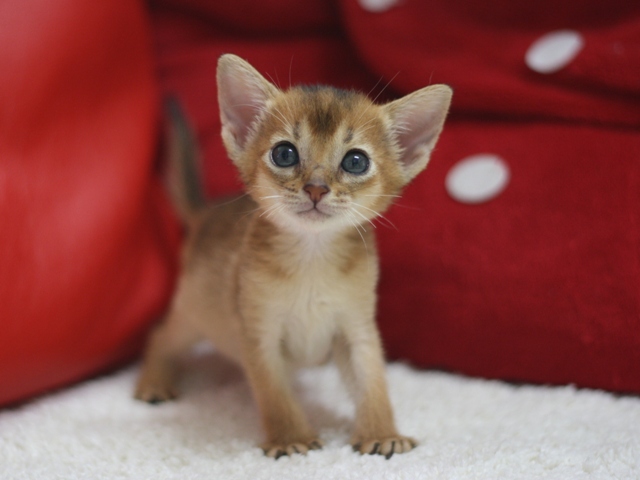 アビシニアンの子猫画像