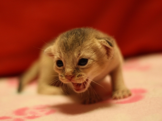 アビシニアンの子猫画像