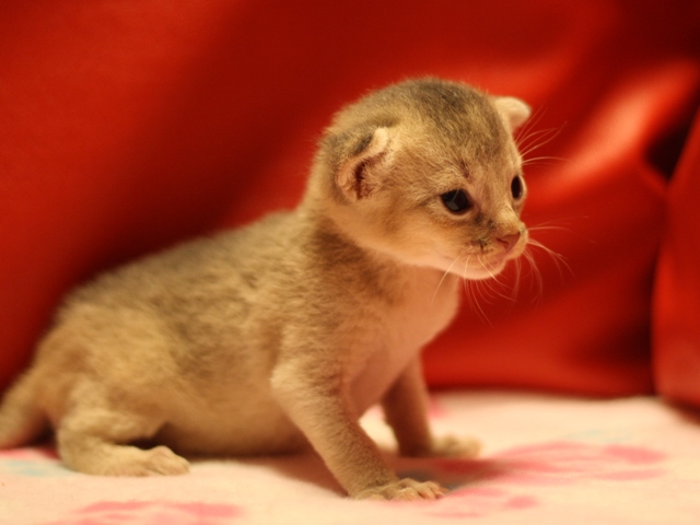 アビシニアンの子猫画像