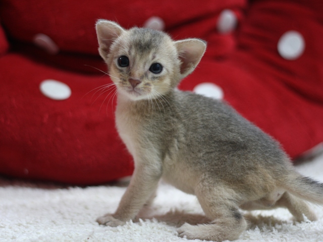アビシニアンの子猫画像