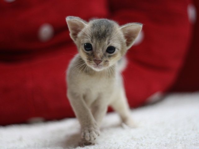 アビシニアンの子猫画像