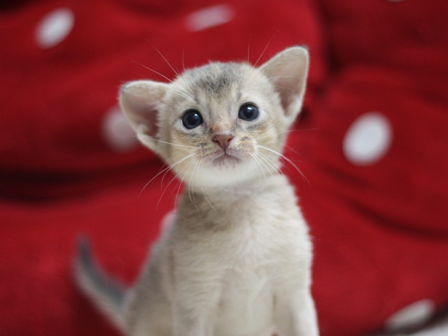 アビシニアンの子猫画像