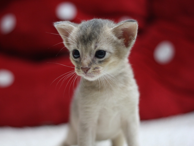 アビシニアンの子猫画像