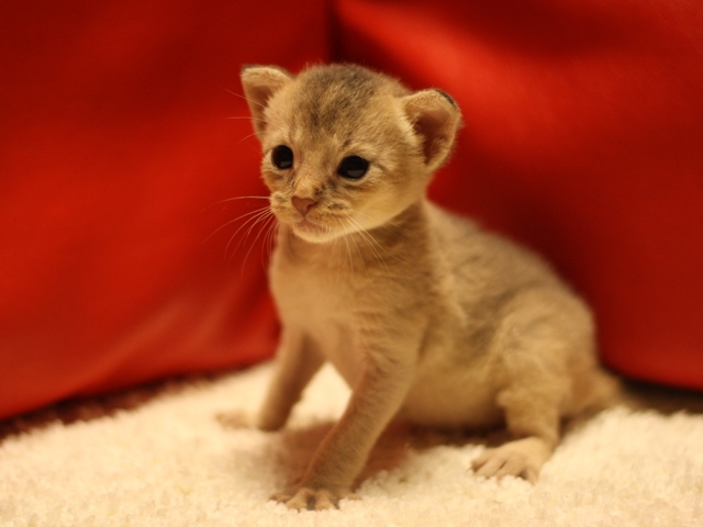 アビシニアンの子猫画像