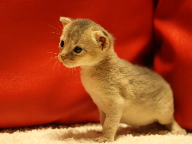 アビシニアンの子猫画像