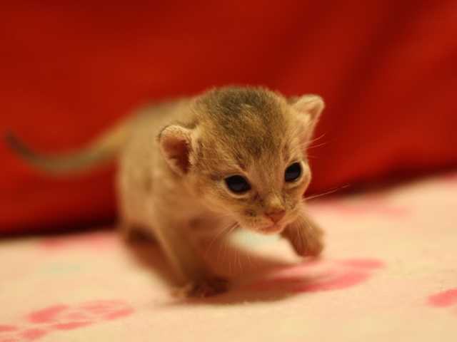 アビシニアンの子猫画像
