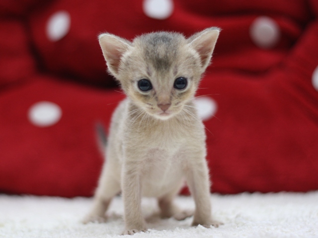 アビシニアンの子猫画像