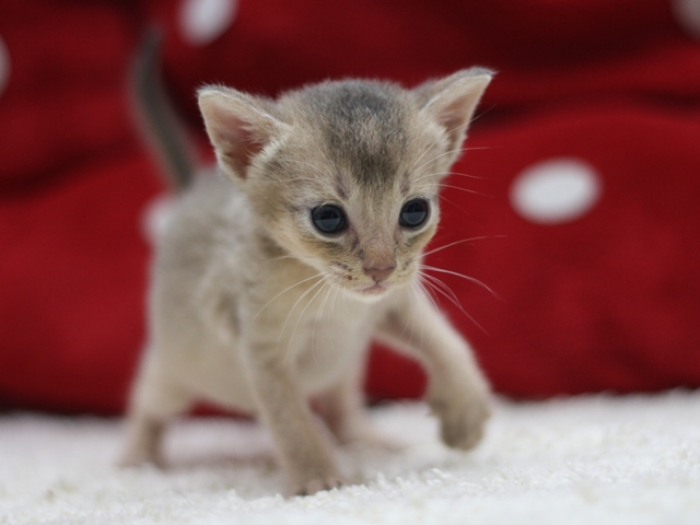 アビシニアンの子猫画像