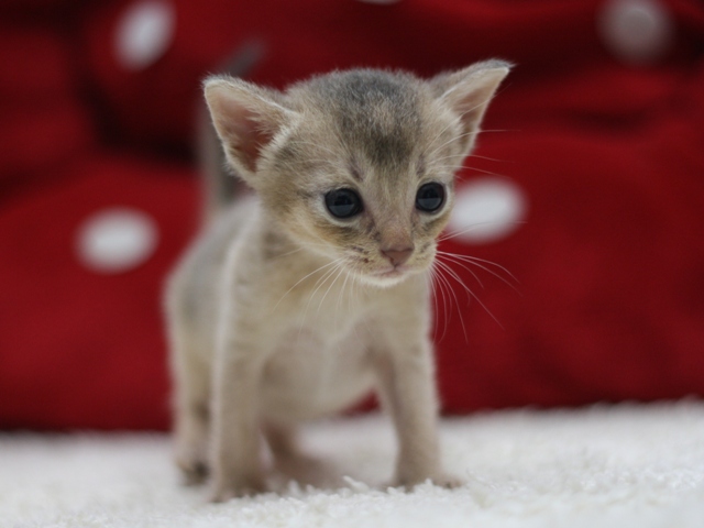 アビシニアンの子猫画像