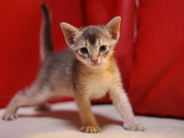 アビシニアンの子猫画像