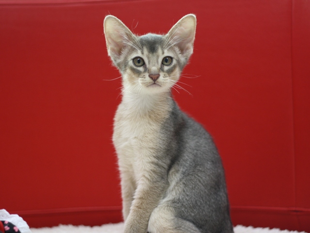 アビシニアンの子猫画像