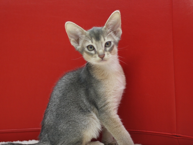 アビシニアンの子猫画像