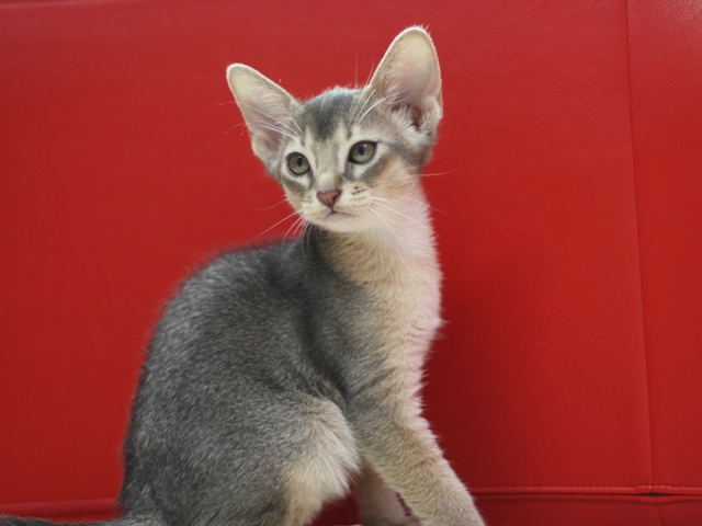 アビシニアンの子猫画像