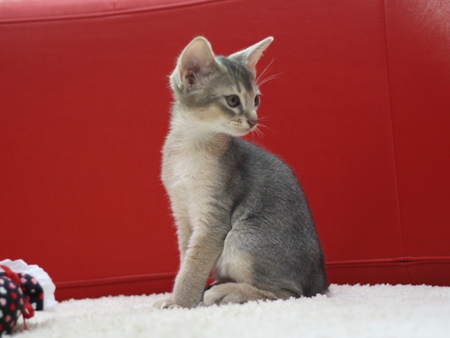 アビシニアンの子猫画像