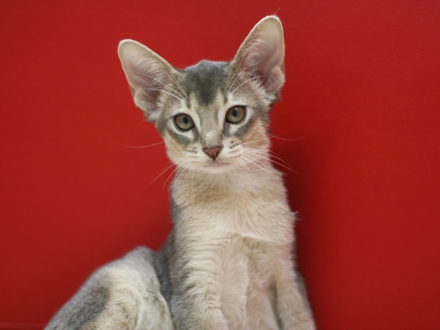 アビシニアンの子猫画像