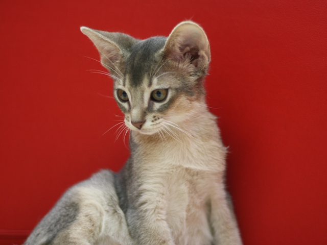 アビシニアンの子猫画像