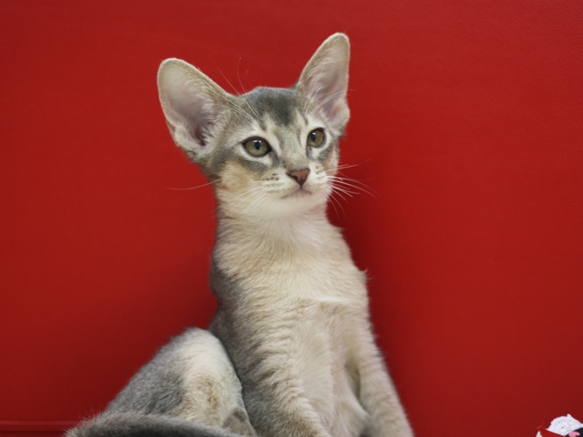 アビシニアンの子猫画像