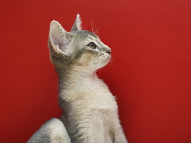 アビシニアンの子猫画像