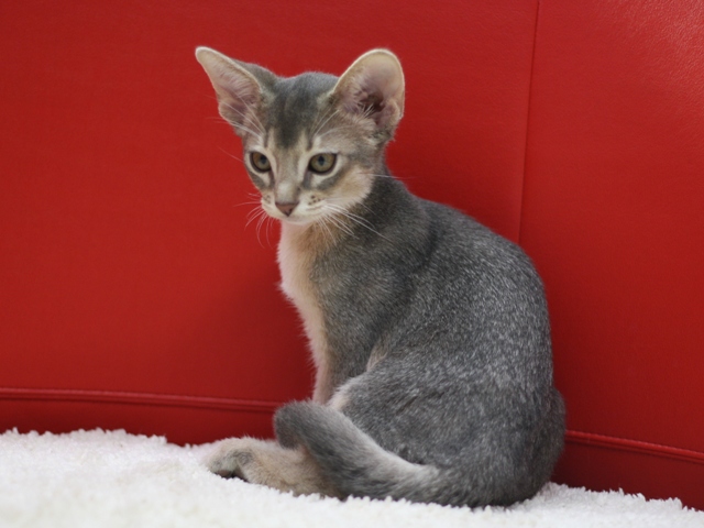 アビシニアンの子猫画像